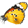 https://thuydanang.vn/wp-content/uploads/2019/08/butterfly.png