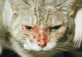 Bệnh do Feline herpesvirus (FHV) trên mèo