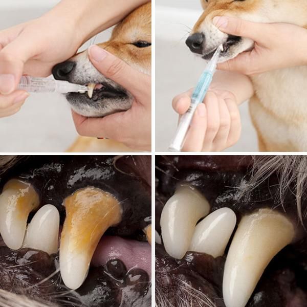 Chứng hôi miệng ở chó mèo