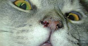Bệnh do Feline calicivirus FCV trên mèo