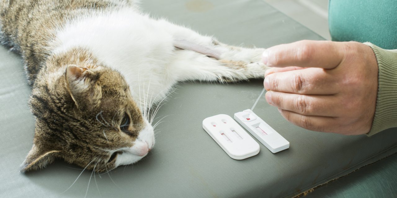 Bệnh bạch cầu (Leukemia – Felv) trên mèo