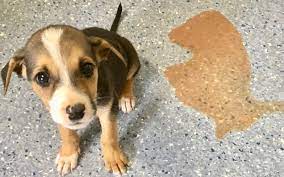 Bệnh Parvo ở chó 