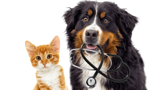 7 dấu hiệu chó mèo cần đi khám thú y ngay lập tức
