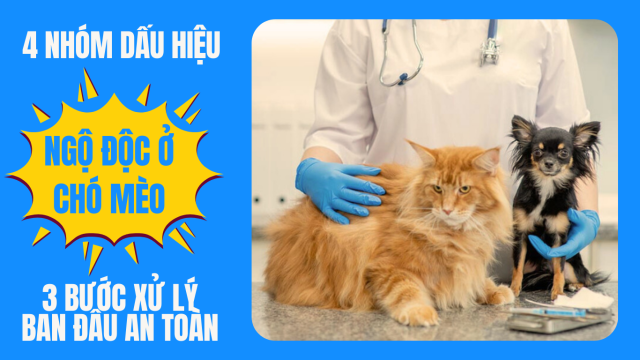 Ngộ độc ở chó mèo: 4 nhóm dấu hiệu & 3 bước xử lý ban đầu an toàn