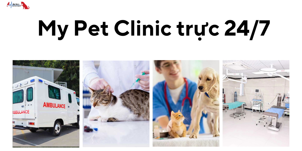 Cấp cứu thú cưng 24h Đà Nẵng – My Pet Clinic trực 24/7