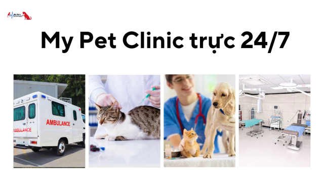 Cấp cứu thú cưng 24h Đà Nẵng – My Pet Clinic trực 24/7