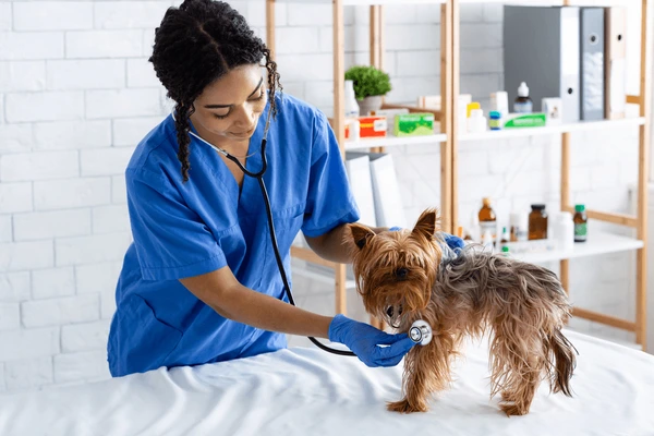 Nghi ngờ ngộ độc ở chó mèo? Đừng tự chữa, hãy gọi bác sĩ và đưa bé đến phòng khám sớm nhất có thể.
