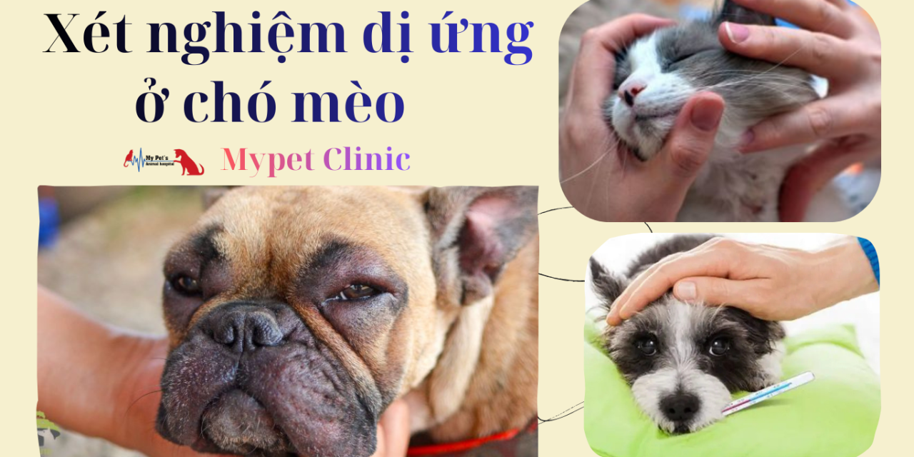 Xét nghiệm dị ứng ở chó mèo – Giải mã “ngứa dai dẳng” tại My Pet Clinic Đà Nẵng