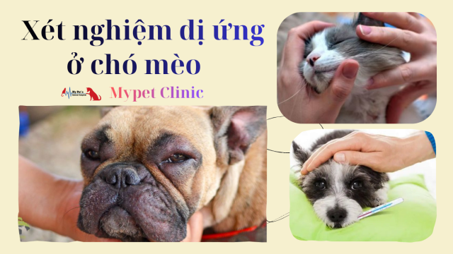 Xét nghiệm dị ứng ở chó mèo – Giải mã “ngứa dai dẳng” tại My Pet Clinic Đà Nẵng